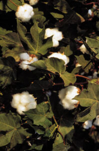 Eco-friendly Clothing with a Conscience Image